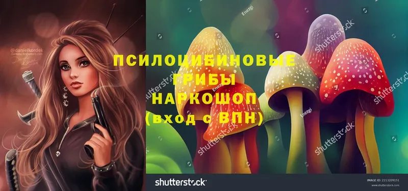 купить  сайты  Данков  Псилоцибиновые грибы Psilocybe 